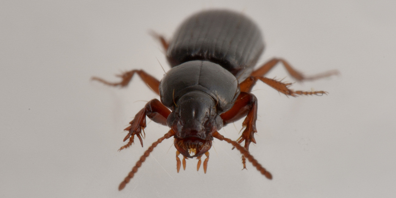 Carabidae:  Clivina fossor